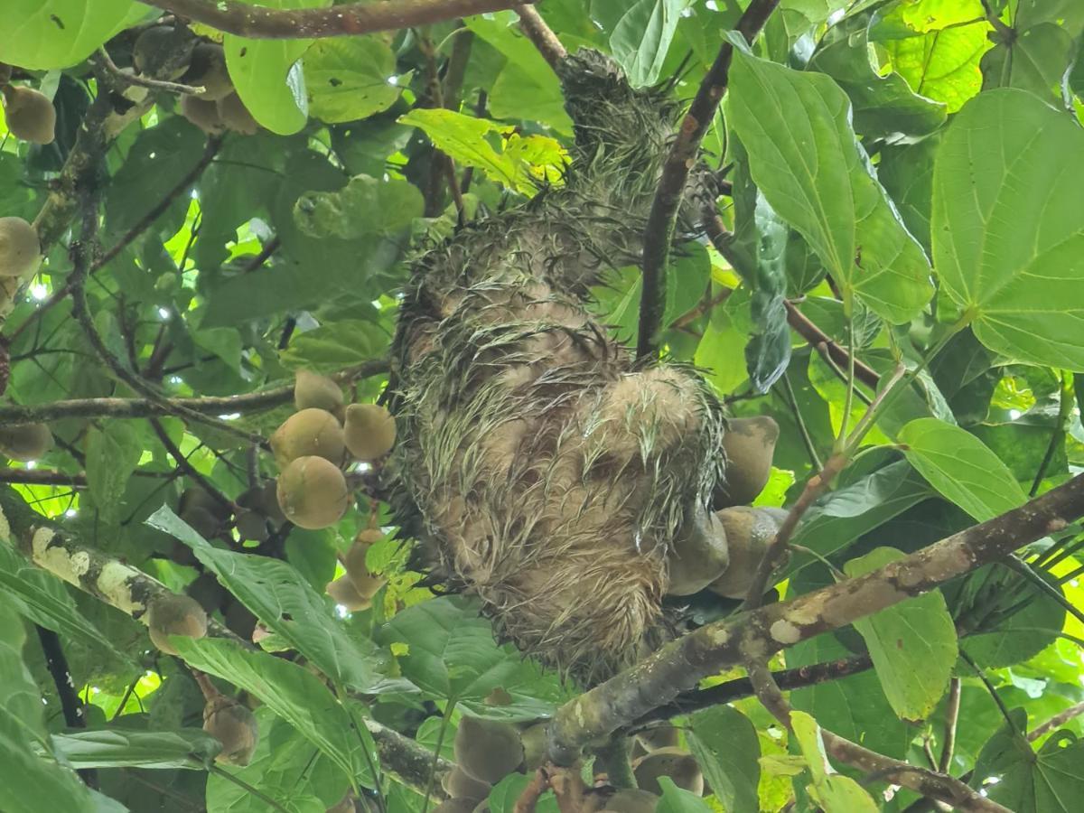 Tio Felix Eco Lodge La Fortuna Eksteriør bilde