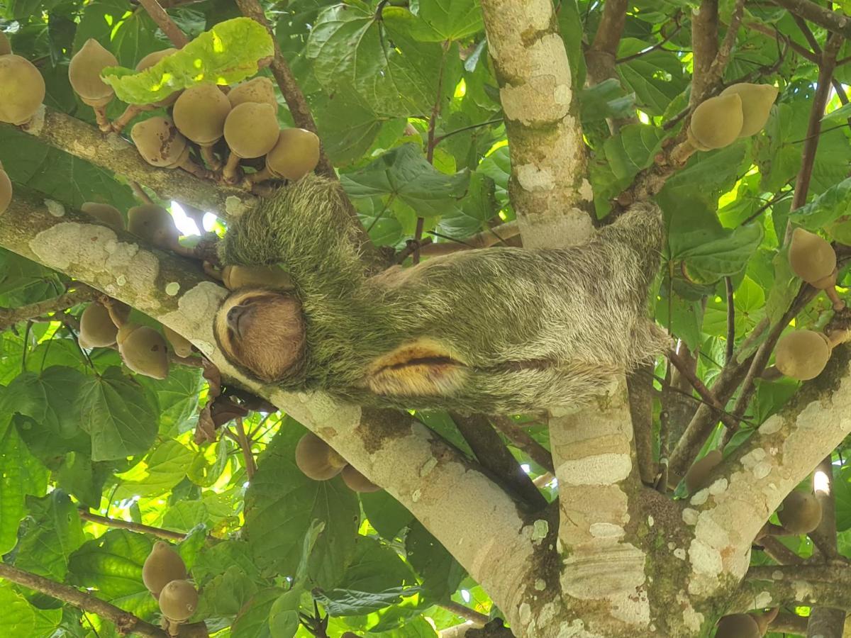 Tio Felix Eco Lodge La Fortuna Eksteriør bilde