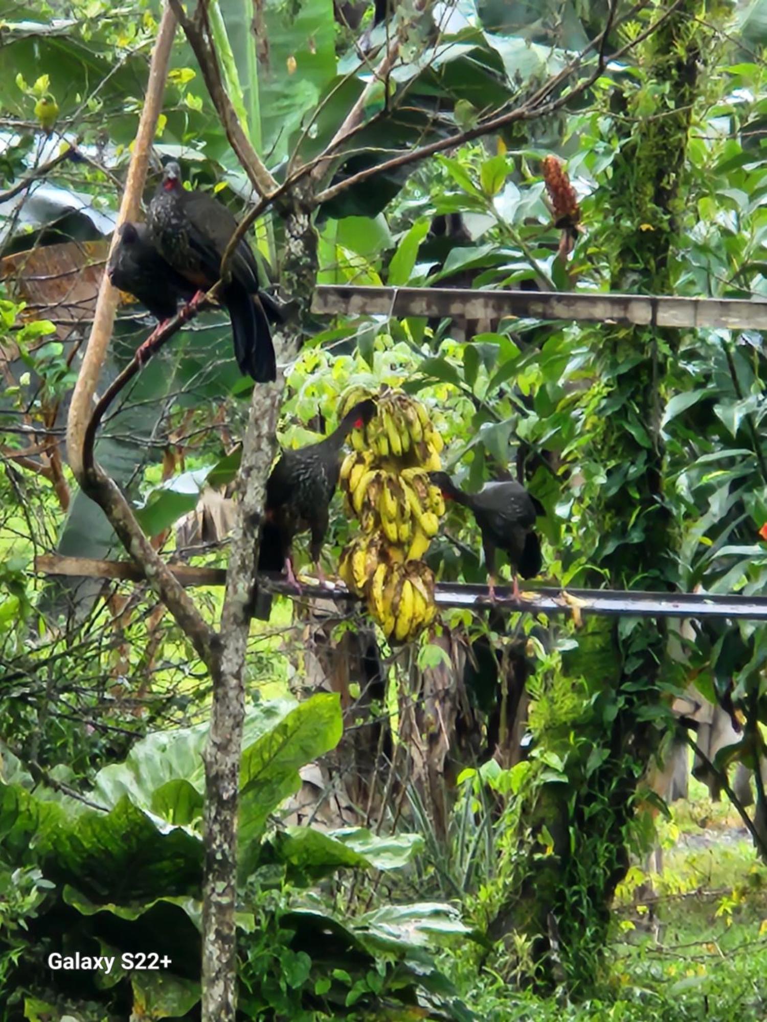 Tio Felix Eco Lodge La Fortuna Eksteriør bilde