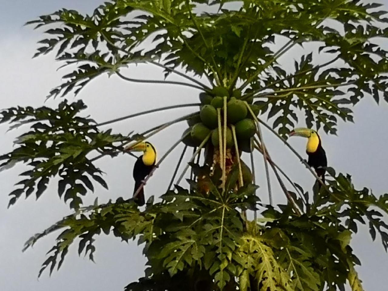 Tio Felix Eco Lodge La Fortuna Eksteriør bilde
