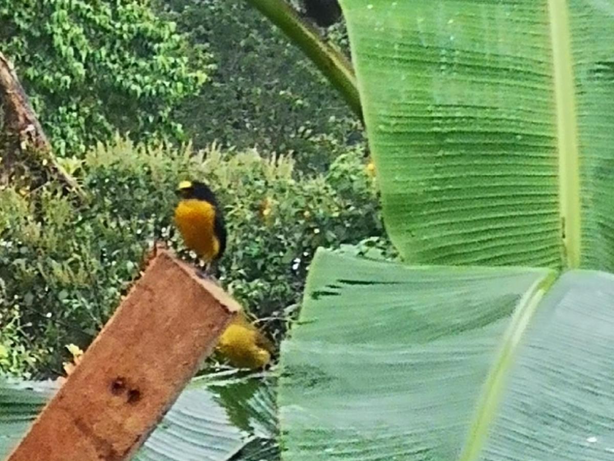 Tio Felix Eco Lodge La Fortuna Eksteriør bilde