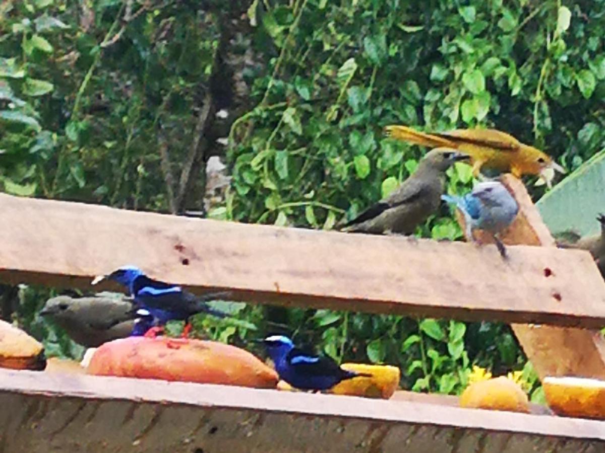 Tio Felix Eco Lodge La Fortuna Eksteriør bilde